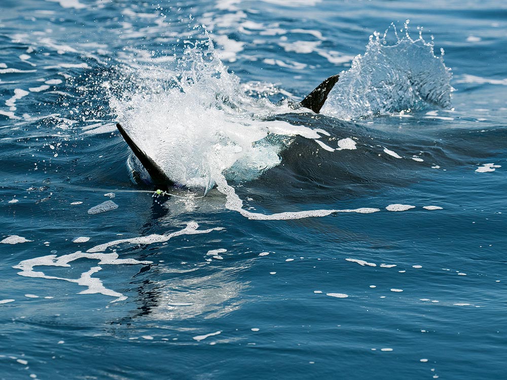 billfish attacking a teaser