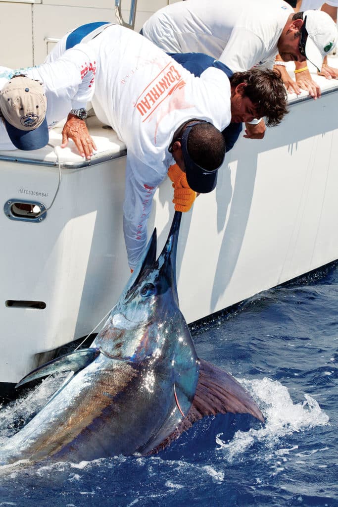 billfish catch and release offshore