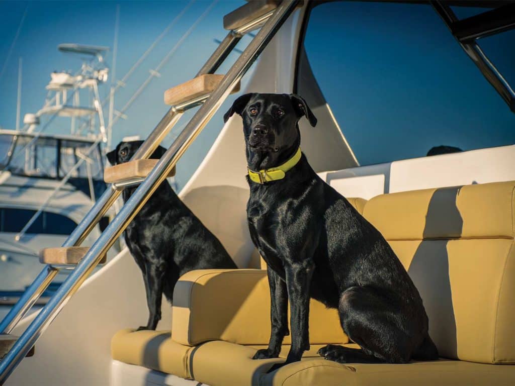 Two black labs sit on chairs on a boat.