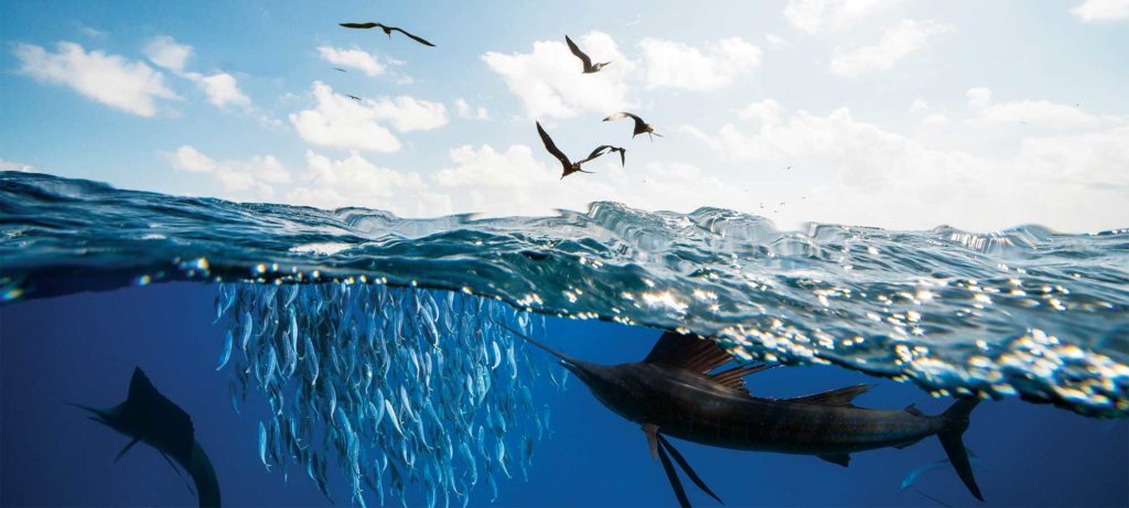 half underwater view of sailfish and a bait ball