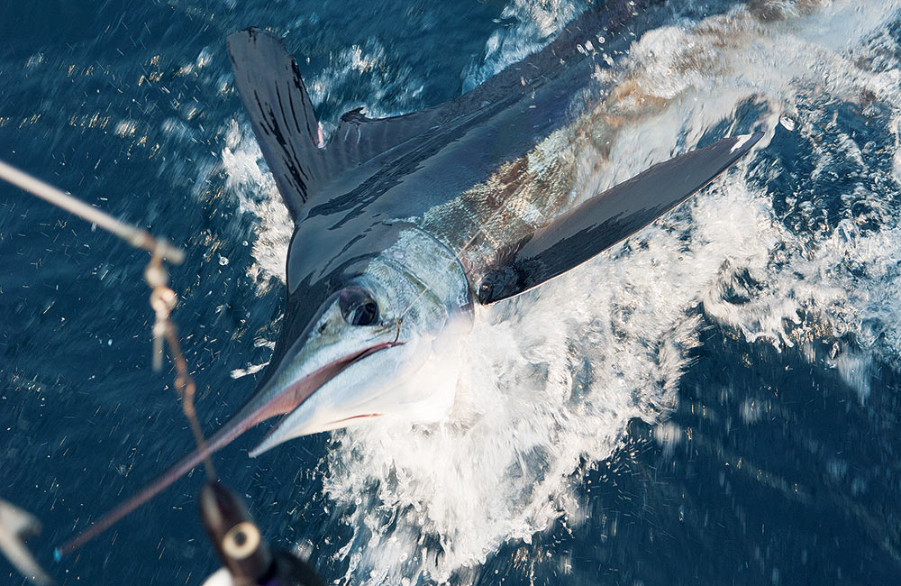 White Marlin Fishing