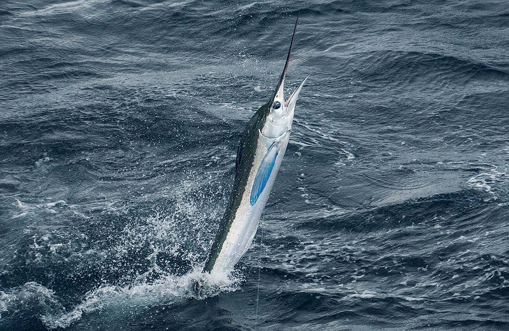 White Marlin Fishing