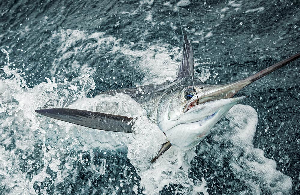 White Marlin