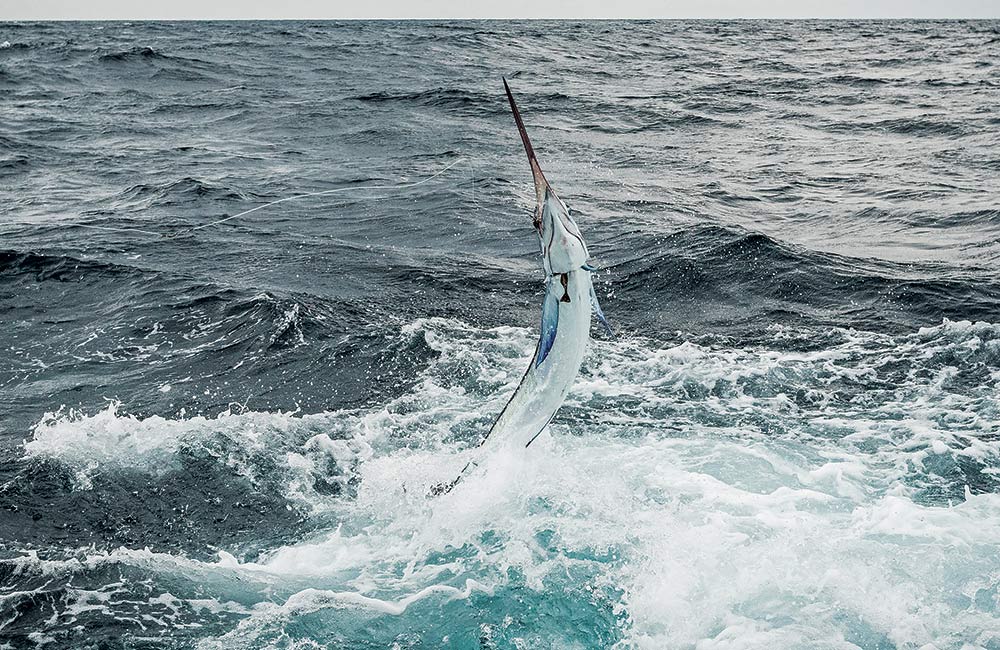 white marlin leaps in the air