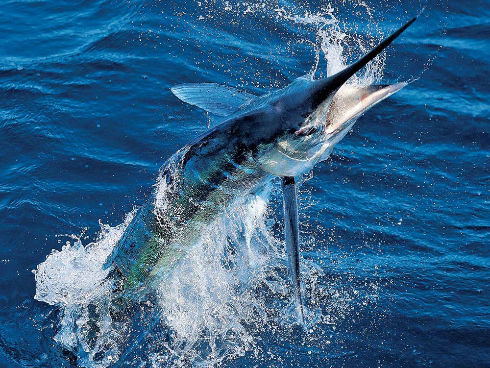 white marlin grenada fishing