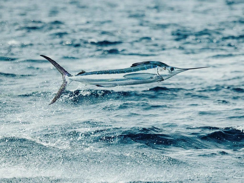 White marlin leaping out of the water.