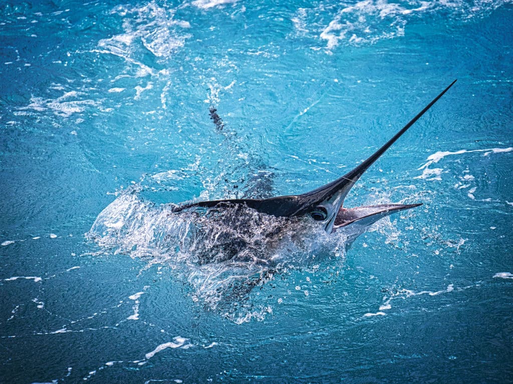 white marlin