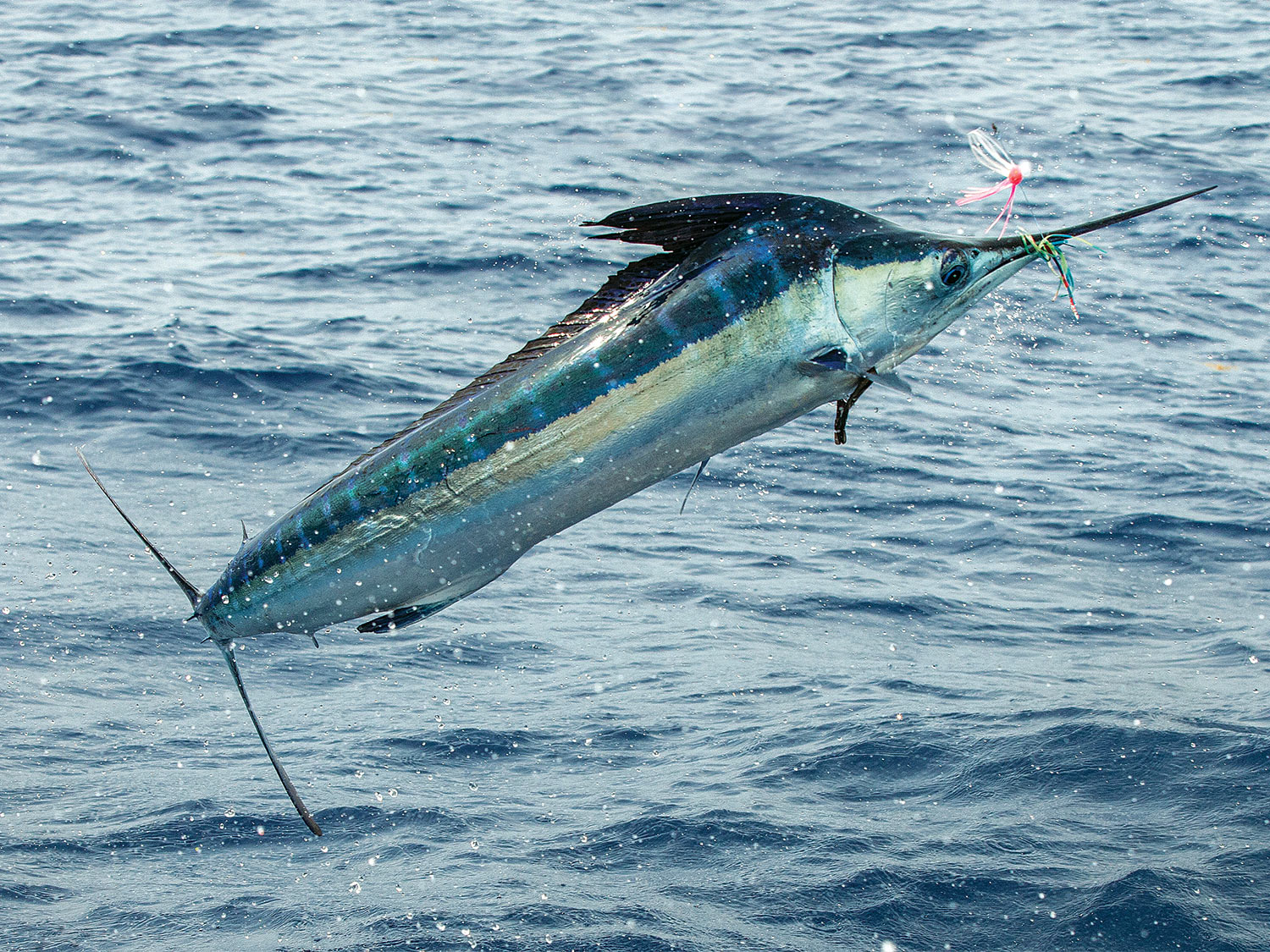 Fishing Unknown Destinations | Marlin