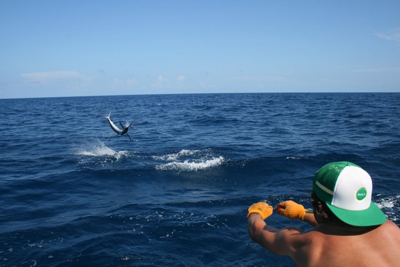 white-marlin117.jpg