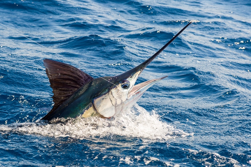 white-marlin122.jpg