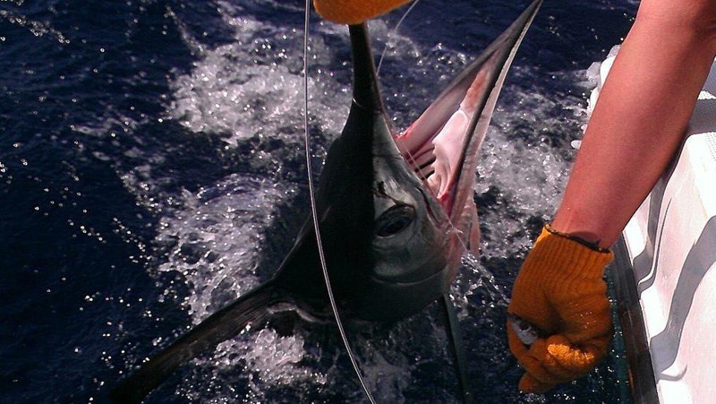 white-marlin123.jpg