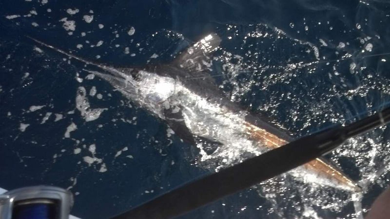 white-marlin126.jpg