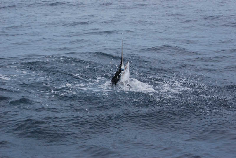 white-marlin149.jpg