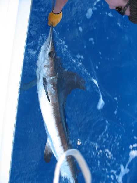 white-marlin152.jpg