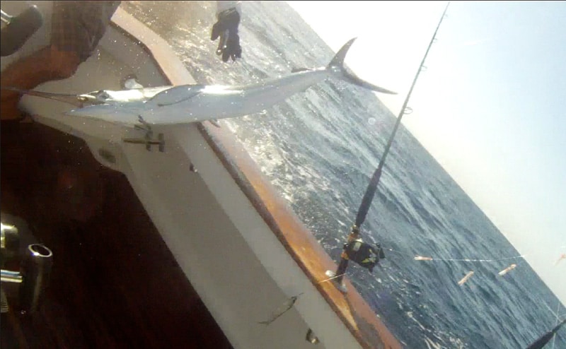 white-marlin177.jpg