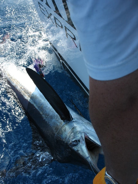 white-marlin179.jpg