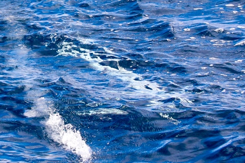 Leucistic Albino Sailfish Guatemala