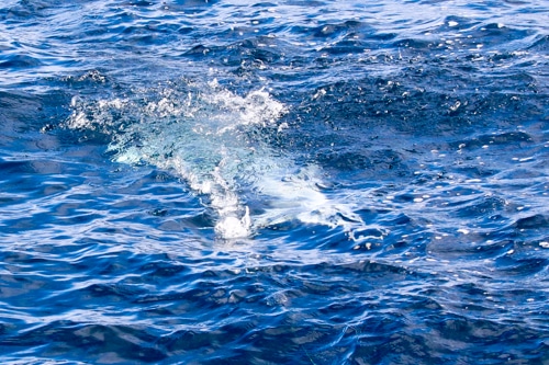 Leucistic Albino Sailfish Guatemala