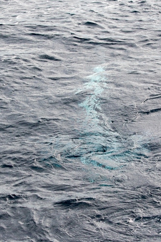 Leucistic Albino Sailfish Guatemala