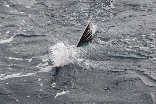 Leucistic Albino Sailfish Guatemala