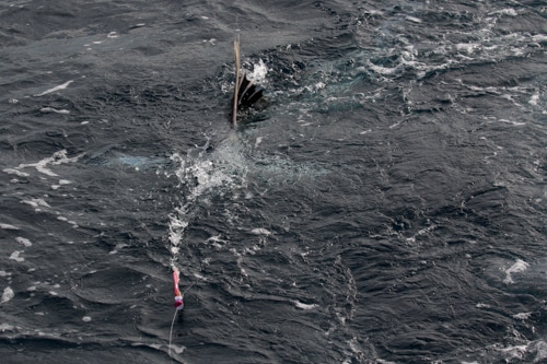 Leucistic Albino Sailfish Guatemala