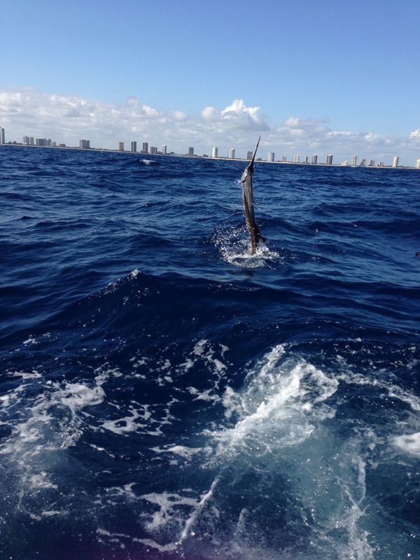 West Palm Beach fishing for sailfish