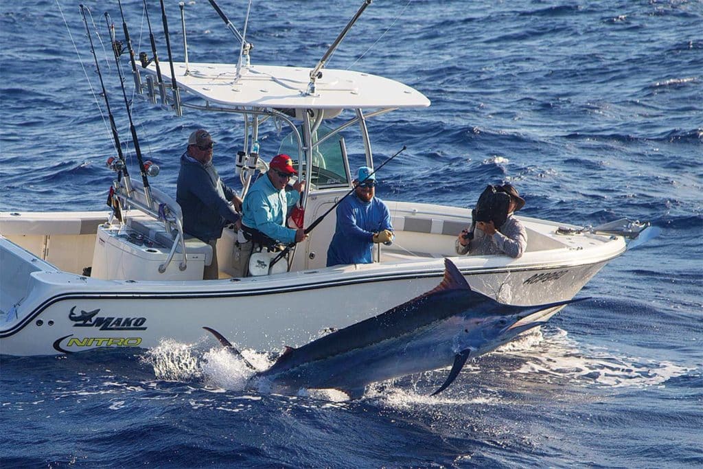 A group of anglers fish for marlin.