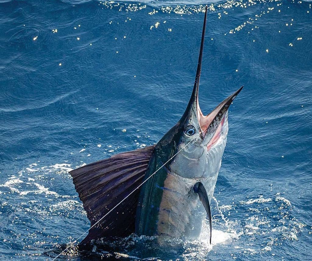 A large sailfish on the leader.