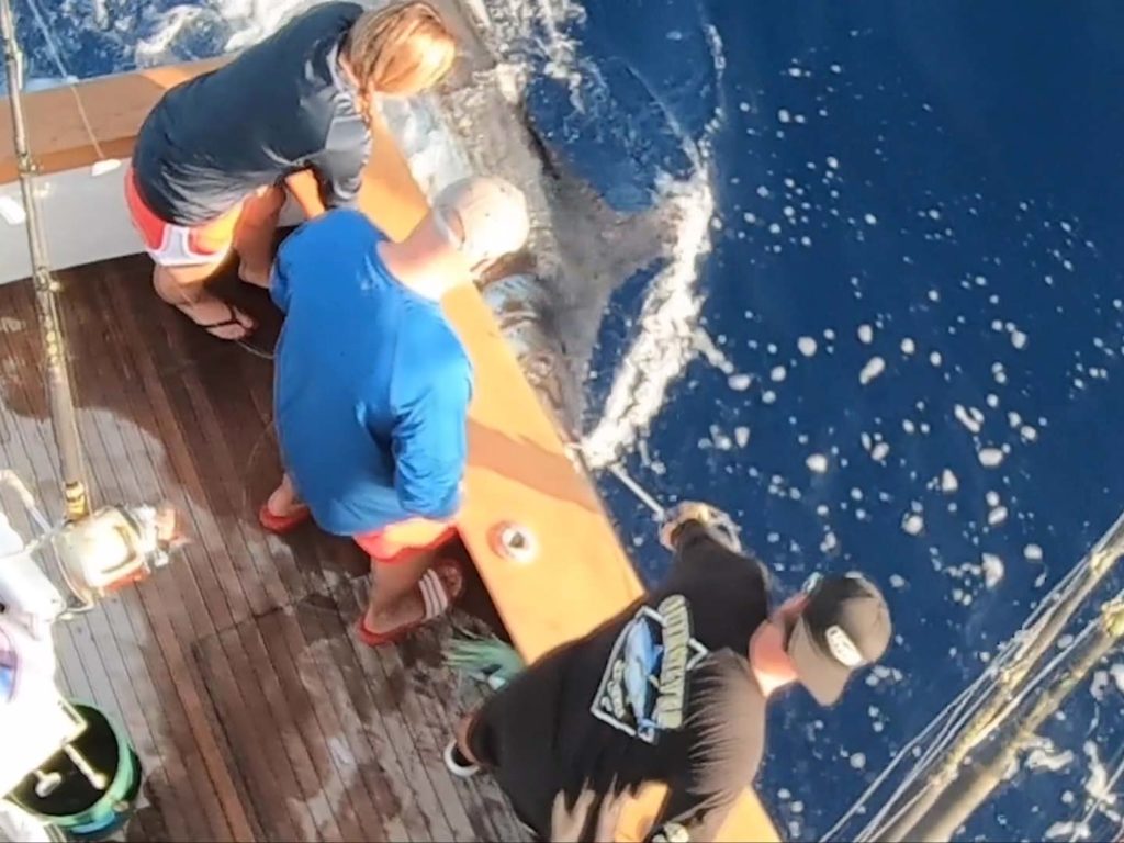 A team of three anglers stand by the boat's edge and look at a large marlin pulled boatside.