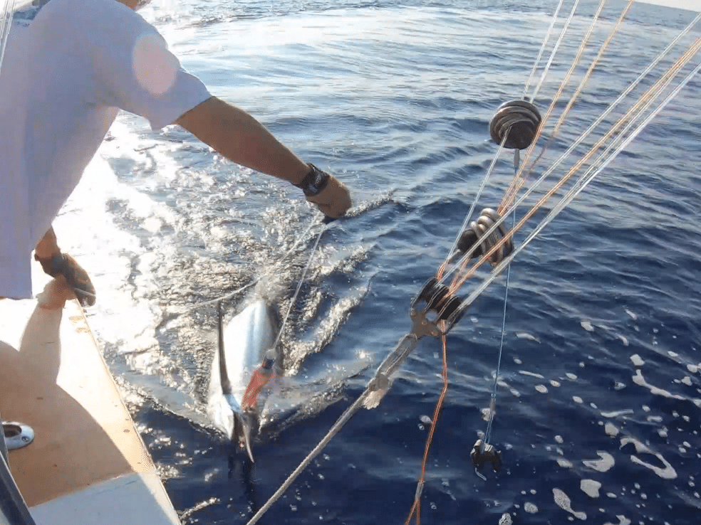 Angler fishing for marlin.