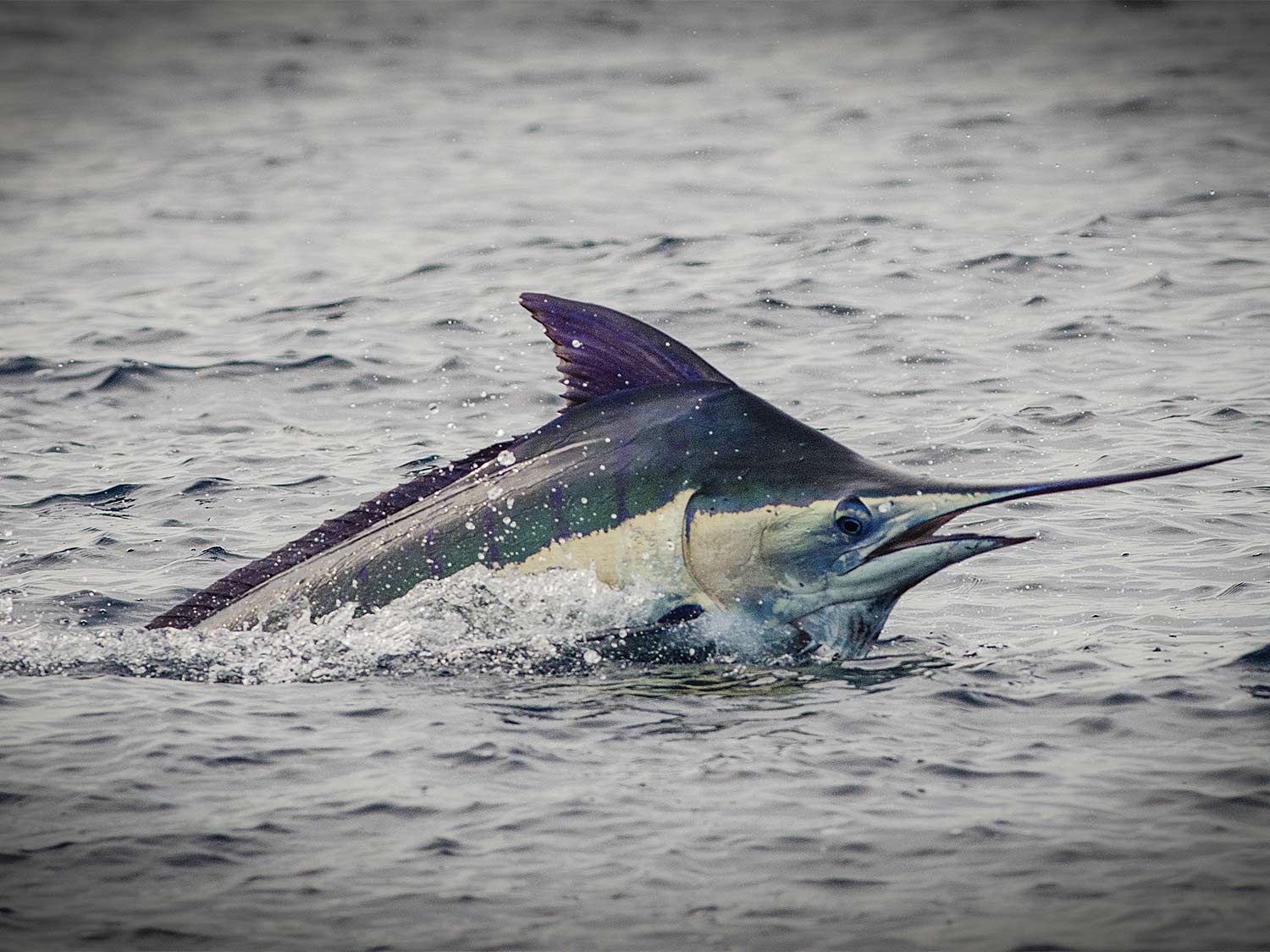 Small-Fry Blue Marlin World Record