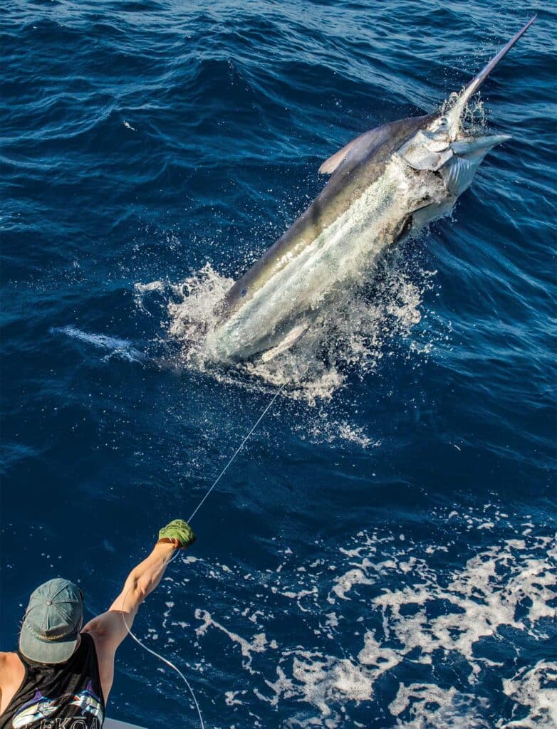 A crewmate pulls a large black marlin boatside.