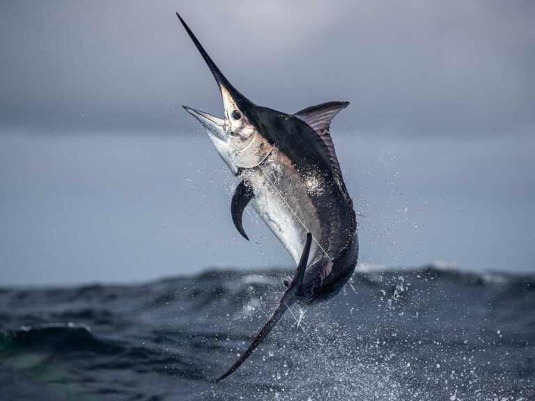 A large marlin splashing out of the ocean.