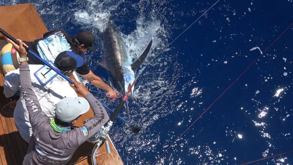 A fishing team pulling a large marlin boatside.