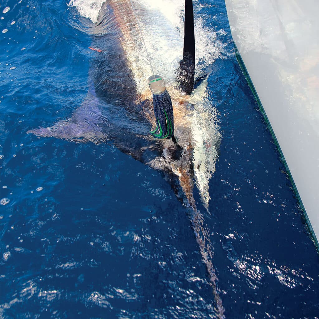 A large blue marlin pulled boatside.