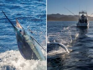 A side-by-side of two photos that won the Marlin January Photo Contest.