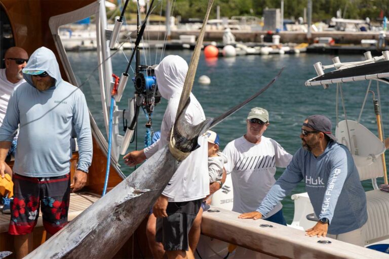 A billfish being weighed by the docs.