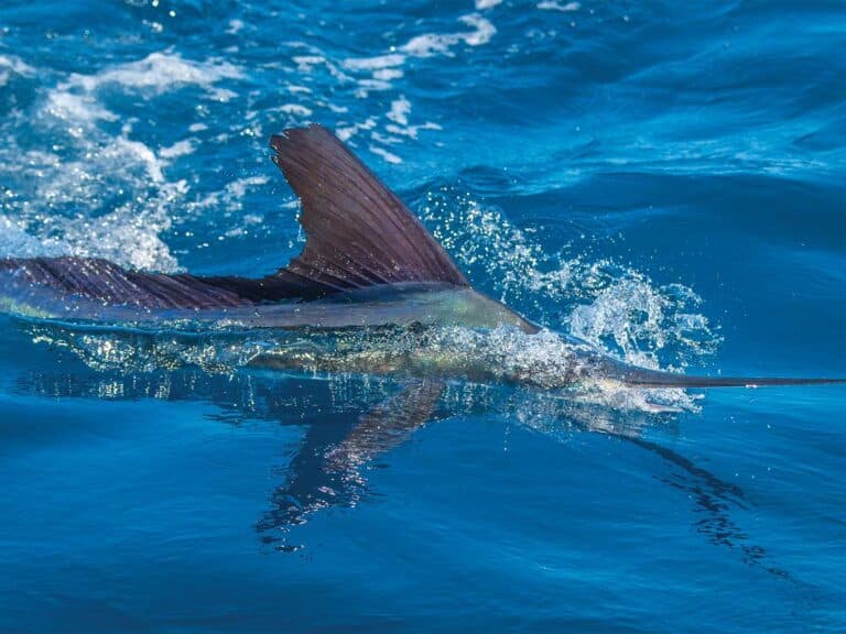 Image of a billfish swimming topwater. Its dorsal fins break the surface, and the clear water allows vision of the rest of the billfish.