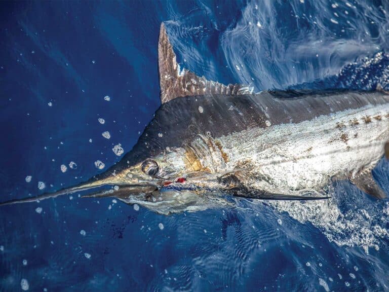 A marlin on the leader being pulled boatside.