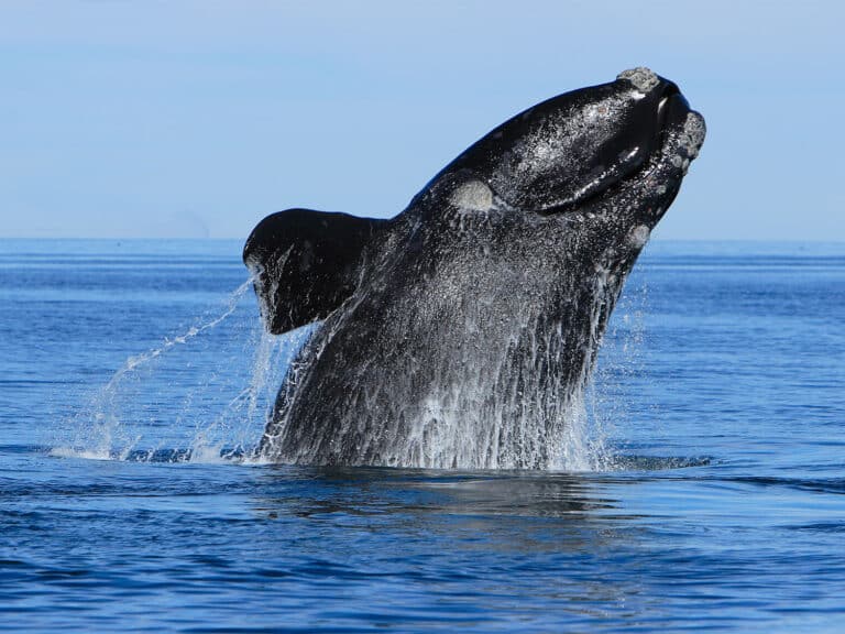 A Right Whale mid jump out of the ocean.