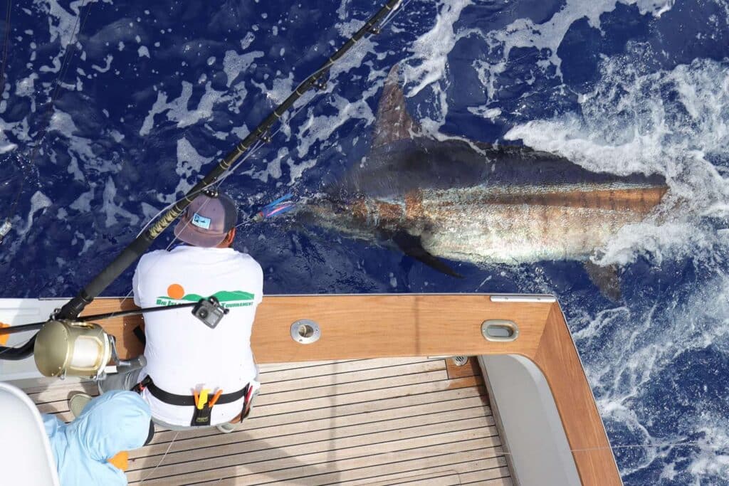 A crew pulls a marlin boatside as they reach over the cockpit's wall.