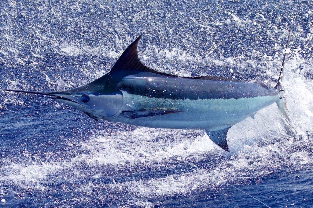 View of a marlin mid-jump out of the ocean, thrashing water and creating waves.