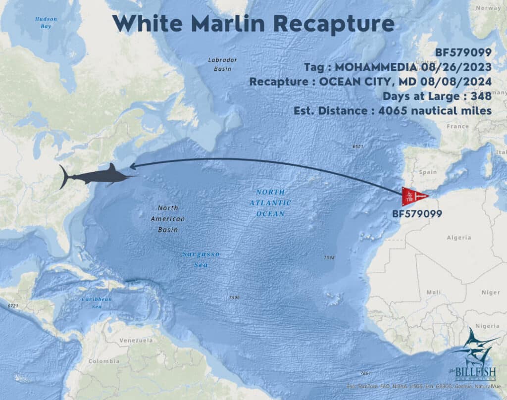 Digital rendering of a white marlin's migration across the Atlantic Ocean from Morocco to Ocean City, Maryland.