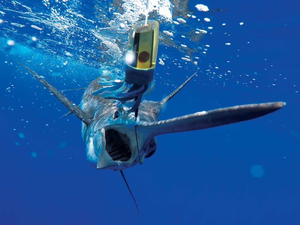 a blue marlin with a device attached to its mouth