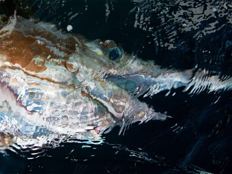 Closeup of a swordfish head under water.