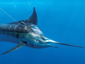 An underwater image of a marlin displaying a satellite tag near its fin.