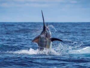 A large marlin midway out of the water.