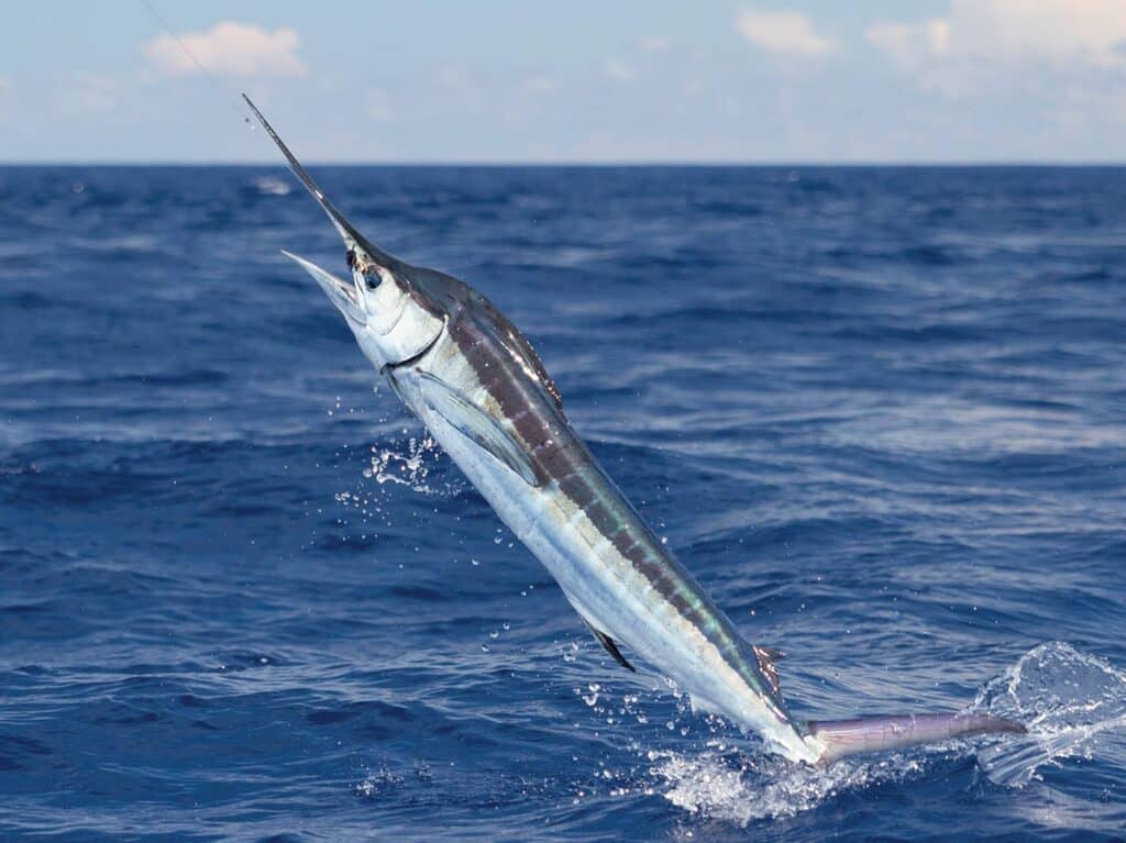 A white marlin leaping out of the ocean on the leader.