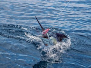 A striped marlin caught on the leader.