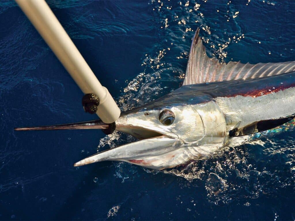 A spearfish pulled boatside, ready for tagging.